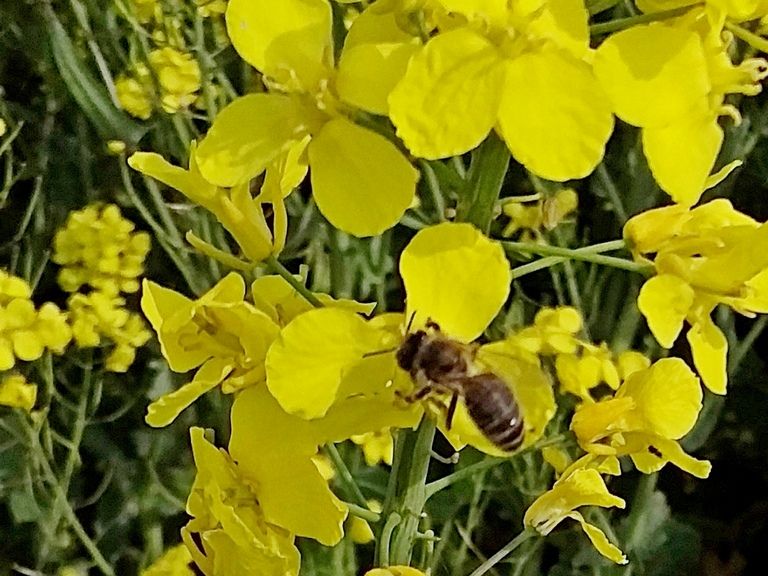 Ein Foto von einer Biene an einer Blume