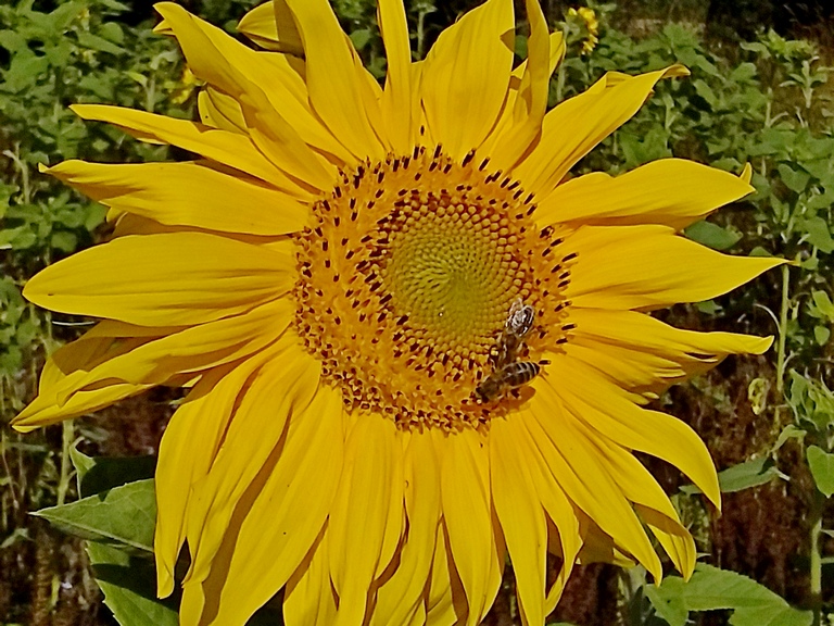 Ein Foto von zwei Bienen an einer Sonnenblume