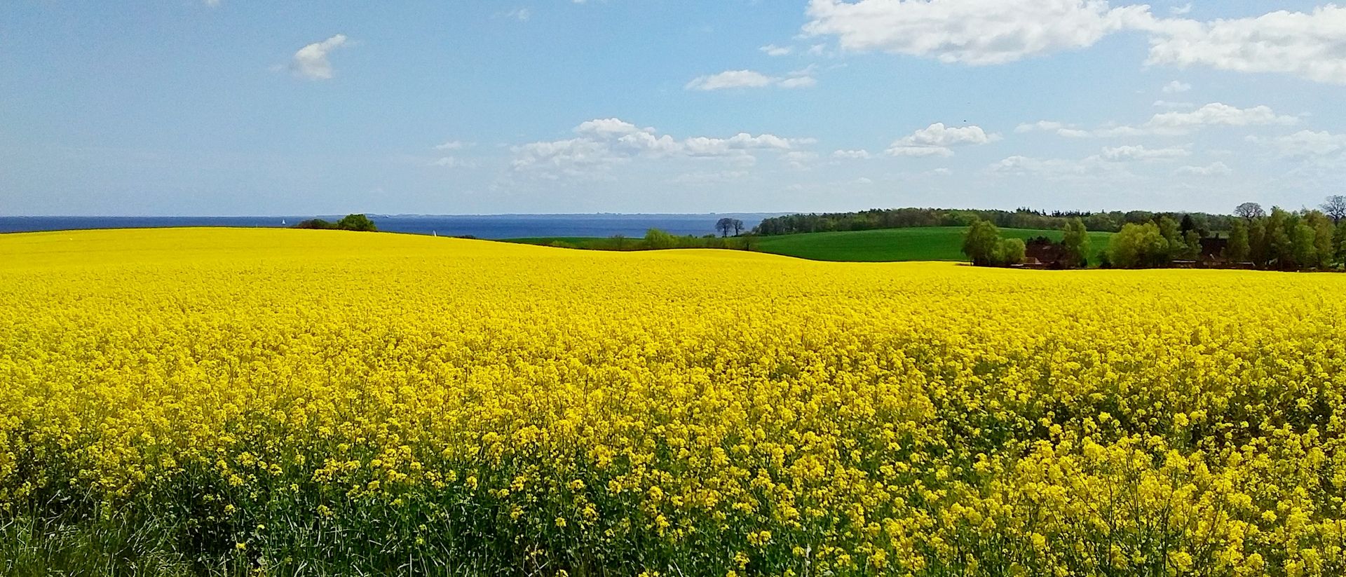 Eine Rapswiese an der Ostsee