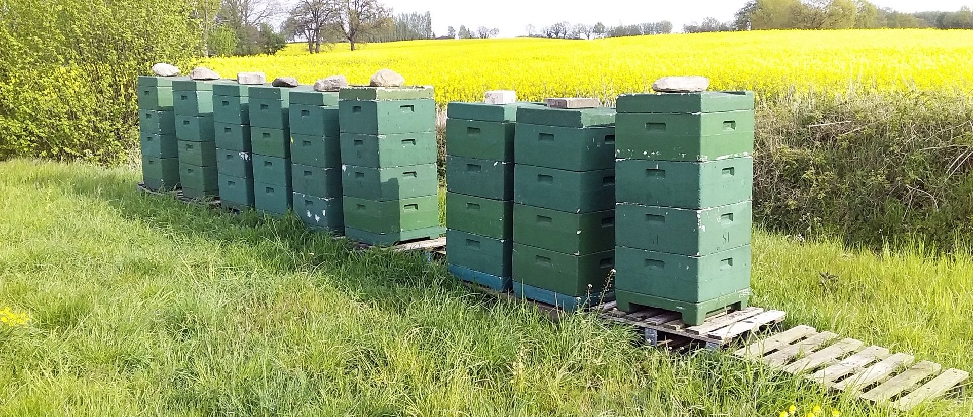 Bienenstöcke neben einem Rapsfeld