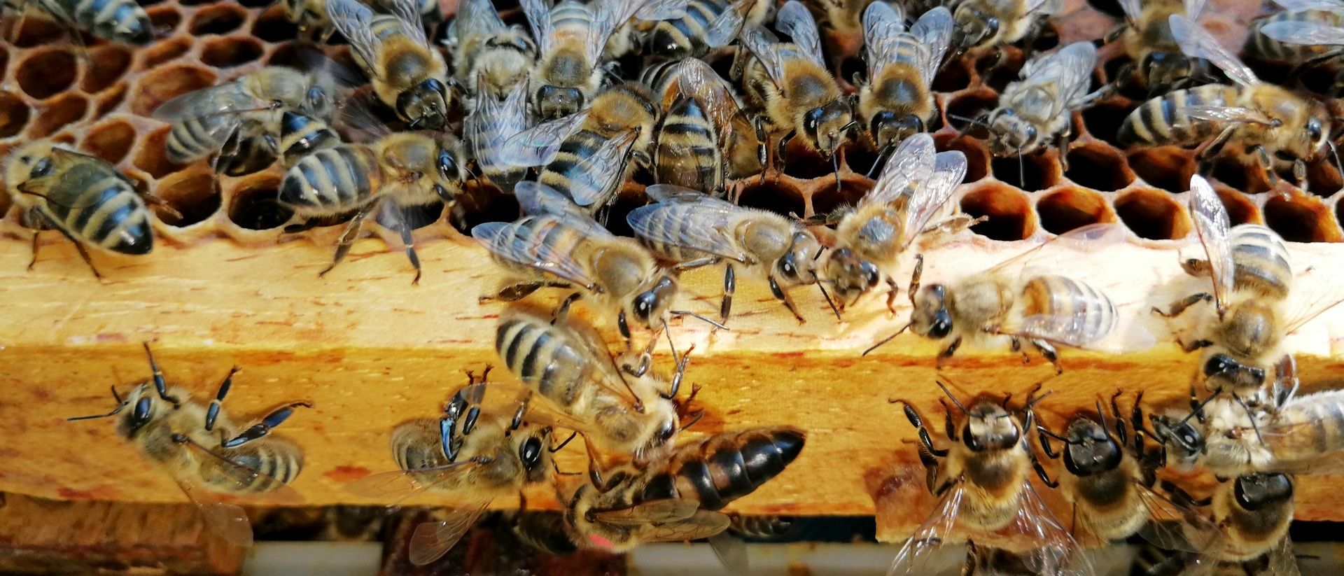 Nahaufnahme von einem Bienenstock