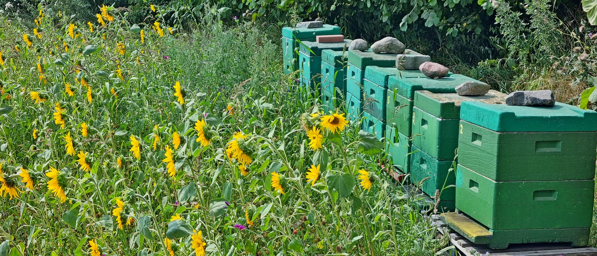 Bienenstöcke neben einem Sonnenblumenfeld