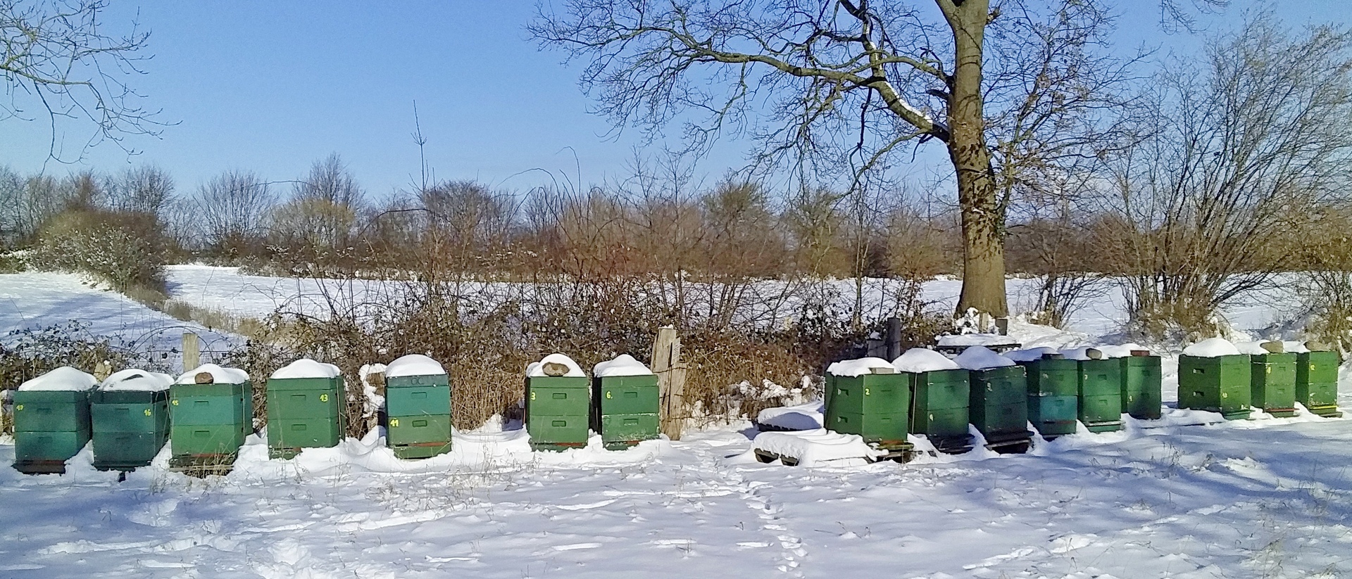 Bienenstock im Winter